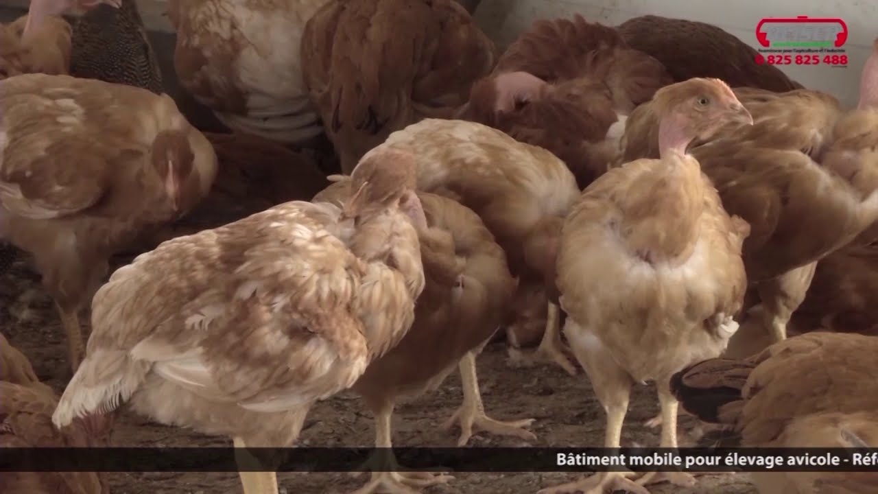 Témoignage GAEC La Belle Vue Bâtiment Avicole Mobile (Hélène ACKERMANN) 🐔 | BEISER ENVIRONNEMENT