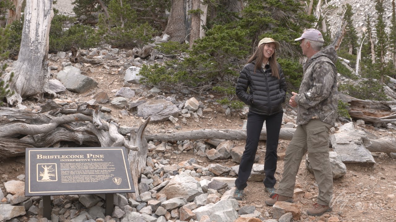 Great Basin&rsquo;s Ancient Bristlecone Pine Forest and Alpine Glacier | Outdoor Nevada