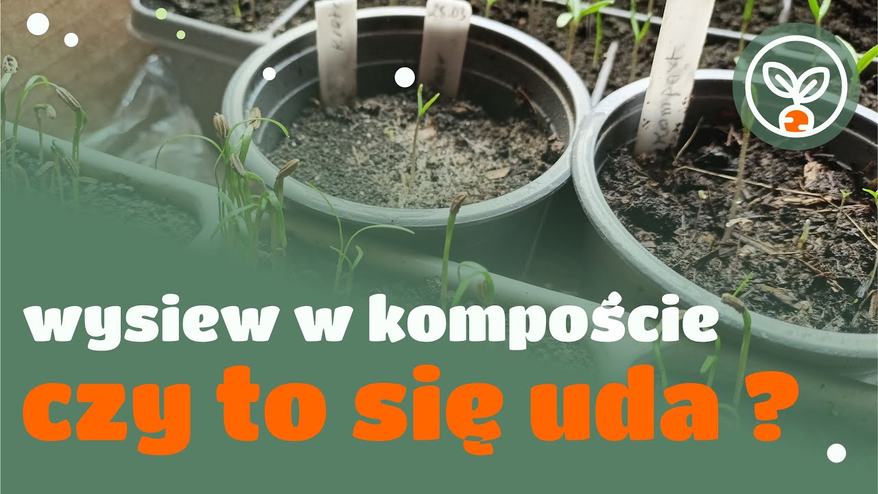 Wysiew w kompoście - czy to się uda ?
