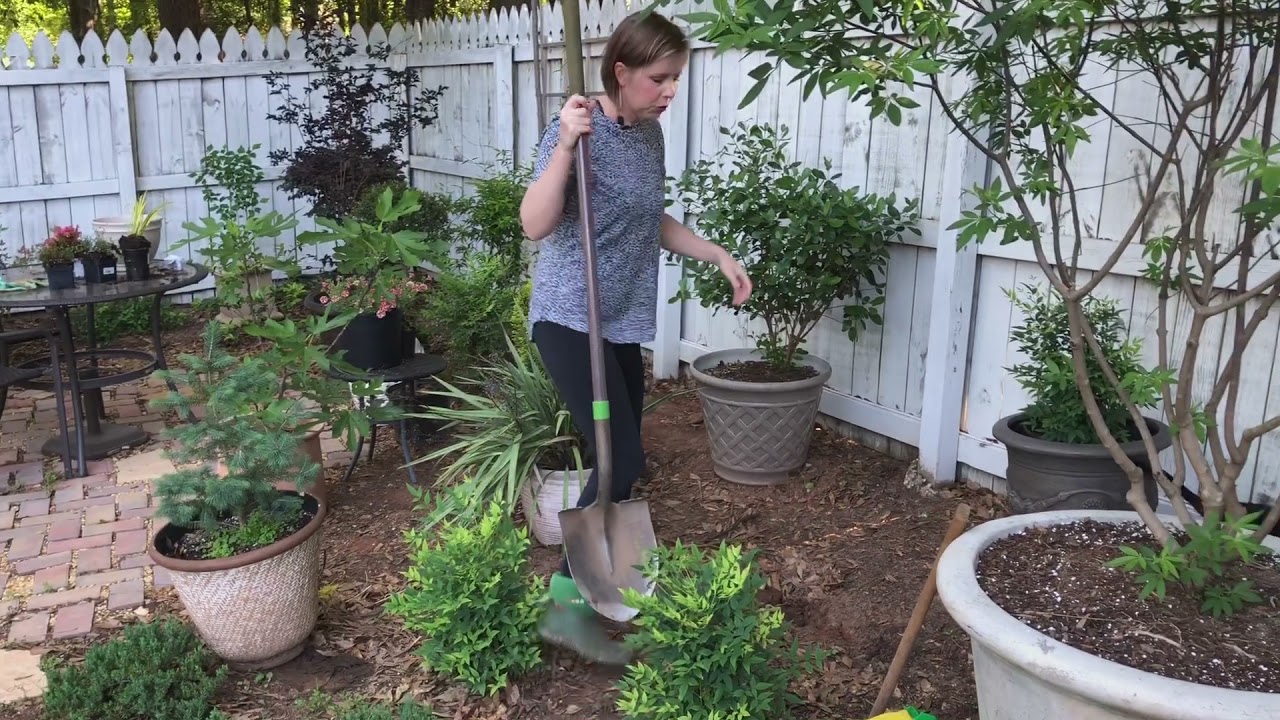 Kitchen Bed and Transplanting a BIG Boxwood