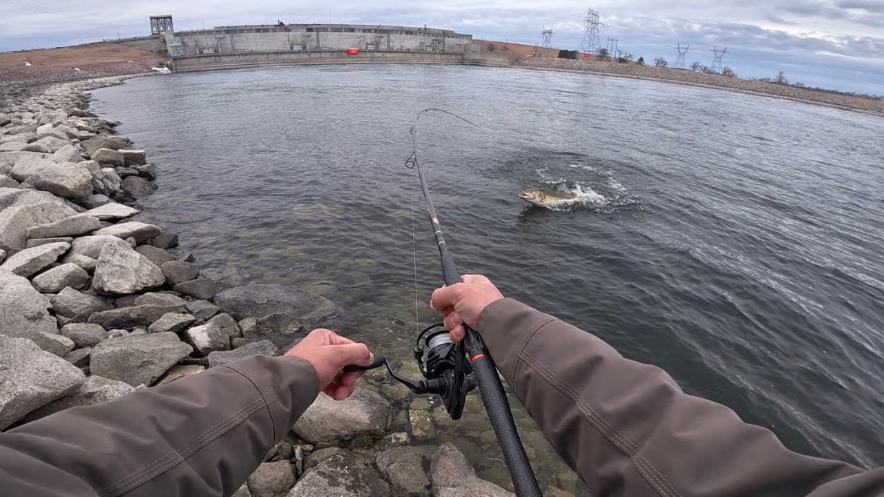 Early Spring River Walleye Shore Fishing! (CATCH CLEAN COOK)