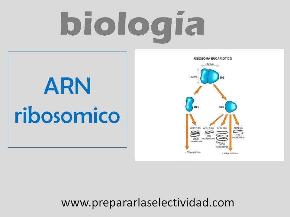 ARN ribos&oacute;mico
