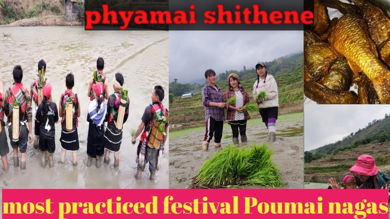 How naga celebrate transplantation|Phyamai Shithene.