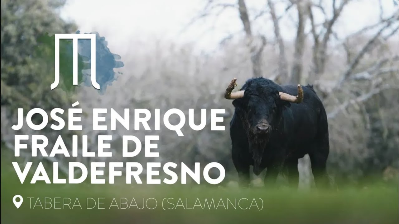 LOS IMPRESIONANTES NOVILLOS DE JOSÉ ENRIQUE FRAILE DE VALDEFRESNO