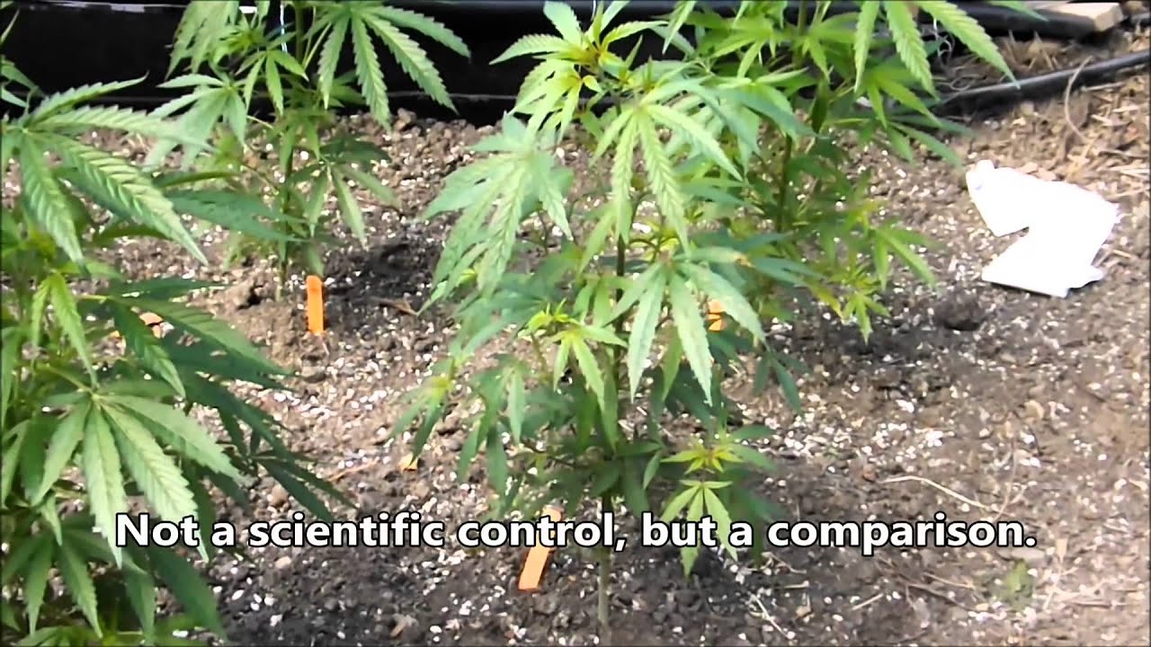 2014 ESC and Flower Initiator Project, Installment 2, July 7, 2014