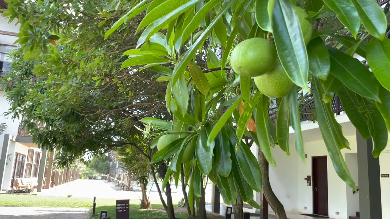Anantaya resorts Chilaw Sri Lanka in January 2021 | beachfront hotels Sri Lanka