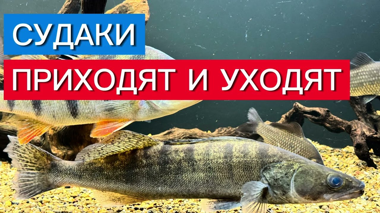 СУДАКИ ПРИХОДЯТ И УХОДЯТ