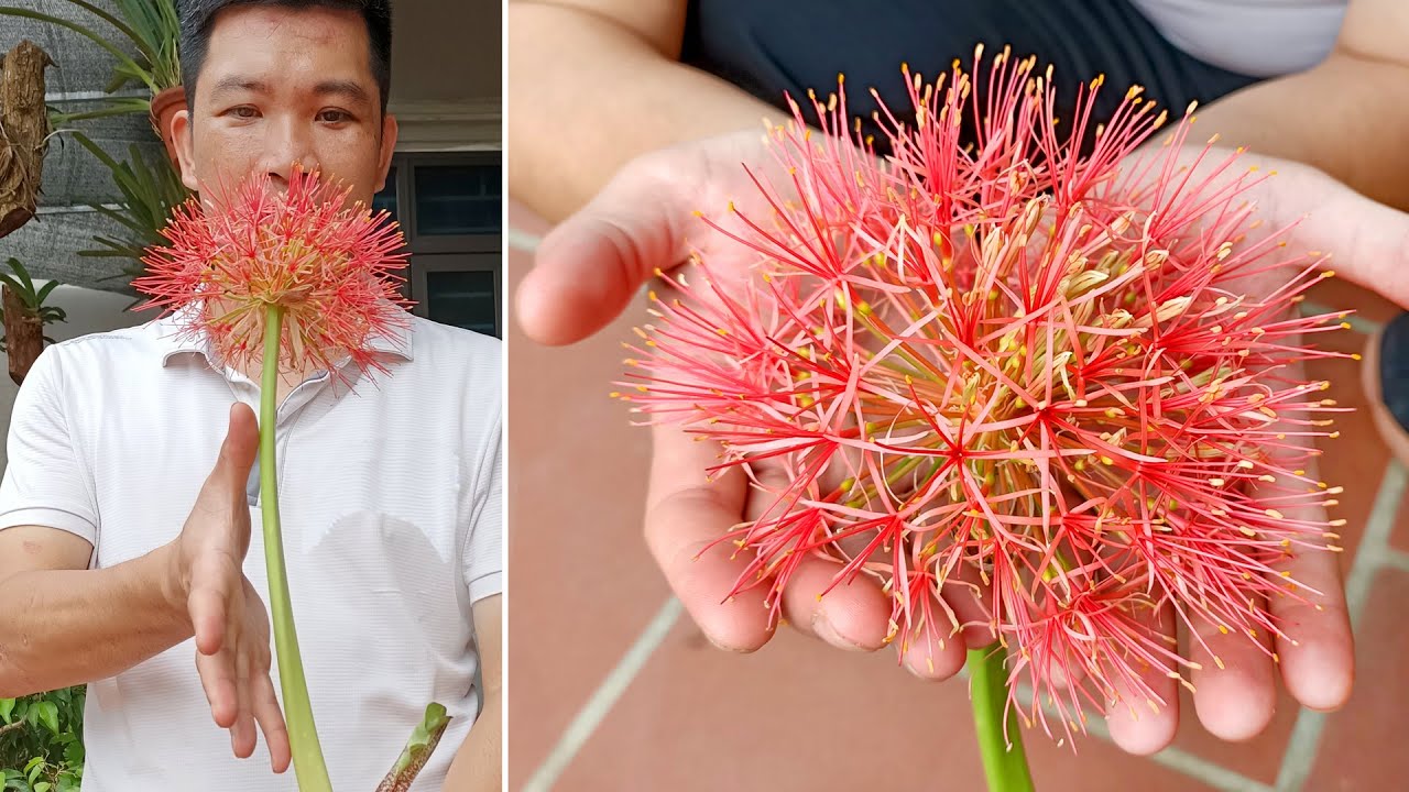 Выявление «простейшего» размножения Haemanthus водой