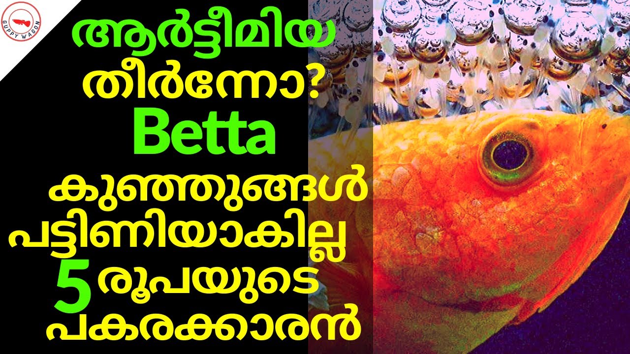 ആർട്ടീമിയ തീർന്നോ? Betta കുഞ്ഞുങ്ങൾ പട്ടിണിയാകില്ല 5 രൂപയുടെ പകരക്കാരൻ