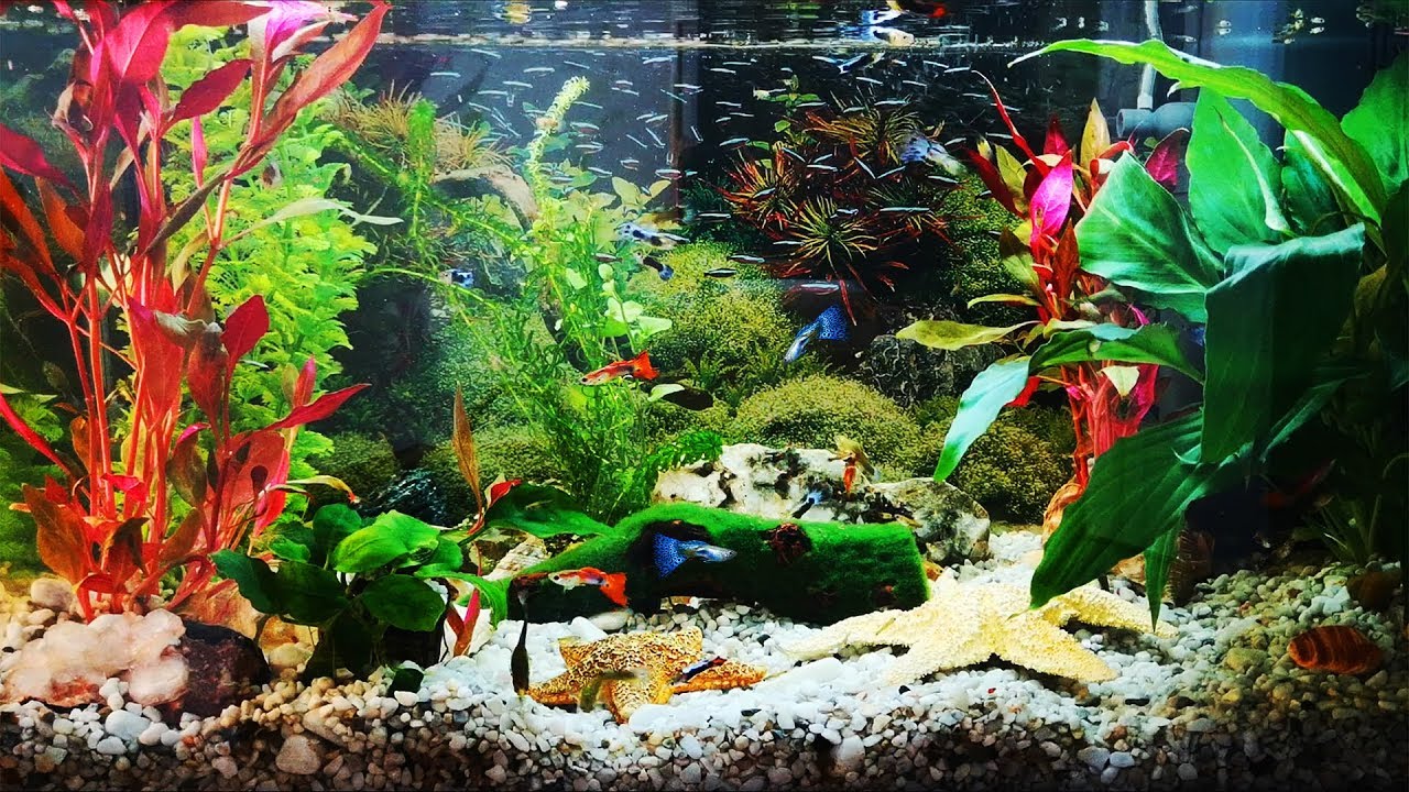 3 HOURS - GUPPY AQUARIUM - RELAX/SLEEP MUSIC - MEDITATION/YOGA - SCREENSAVER