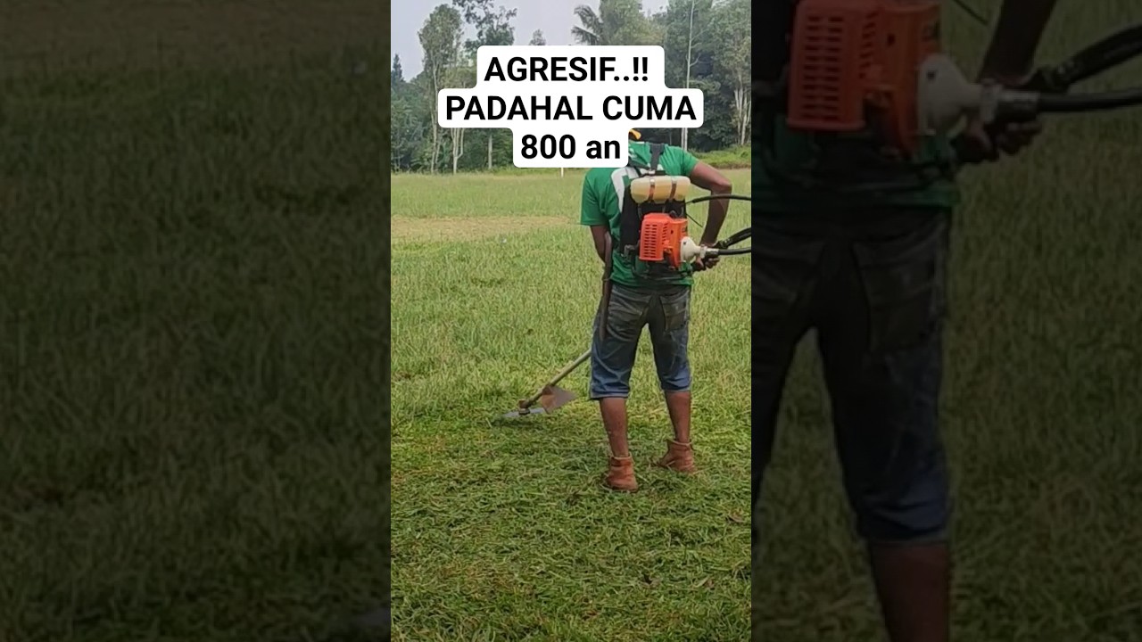 Mesin Rumput Terbaik 2024, Padahal Cuma 800 Ribuan #mesinrumput #redfox