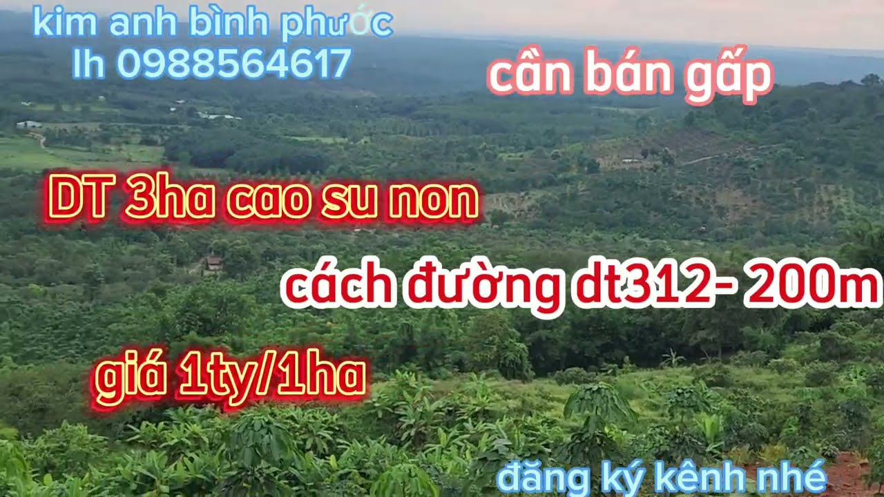 b&aacute;n đất vườn cao su DT3ha c&aacute;ch đường dt312 -200m x&atilde; đồng t&acirc;m đồng ph&uacute; b&igrave;nh phước lh 0988564617