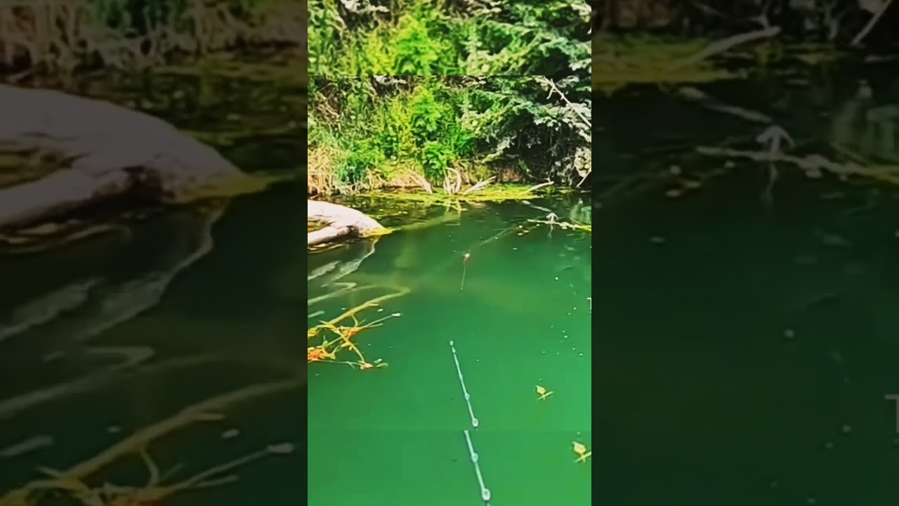 Mancing Casting Ikan Lele Monster di Rawa dengan tehnik zig zag #fish #mancing #shorts #angler