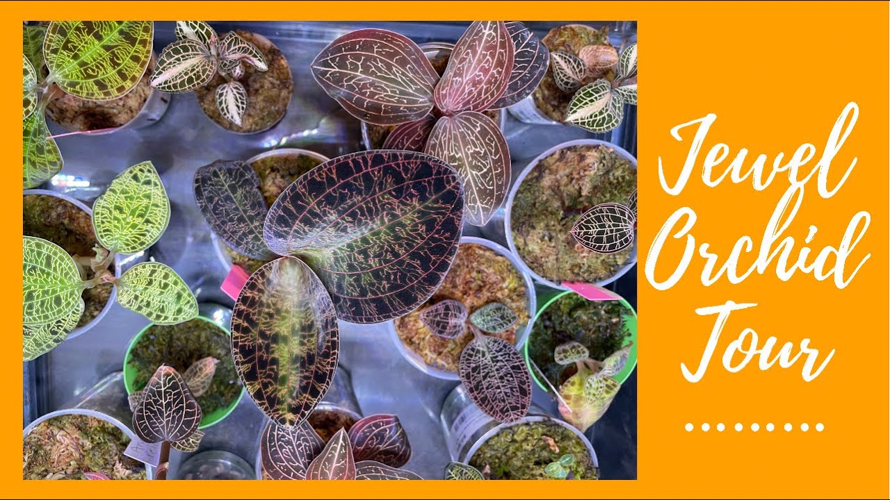 Jewel Orchid Tour