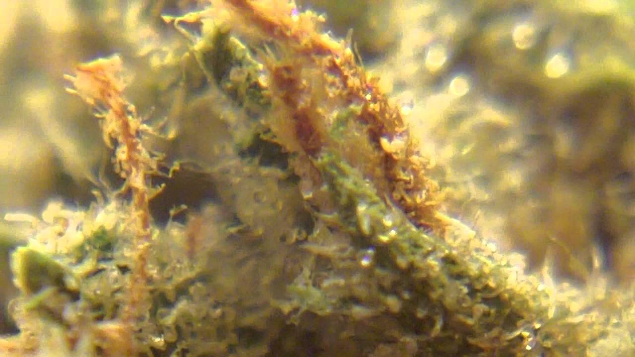 Ep 338 G Bolt Hd Strain Review Ch9 Female Seeds medical weed marijuana cheers