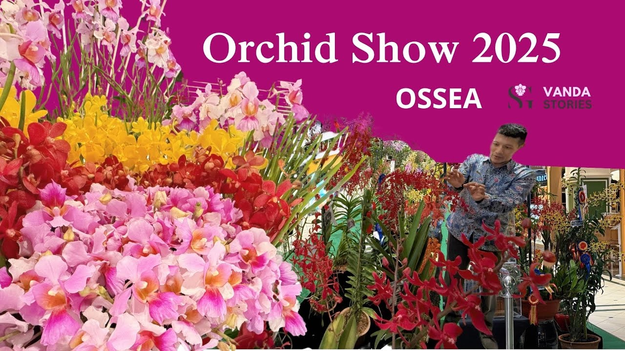 A Blooming at the OSSEA Orchid Show 2025!