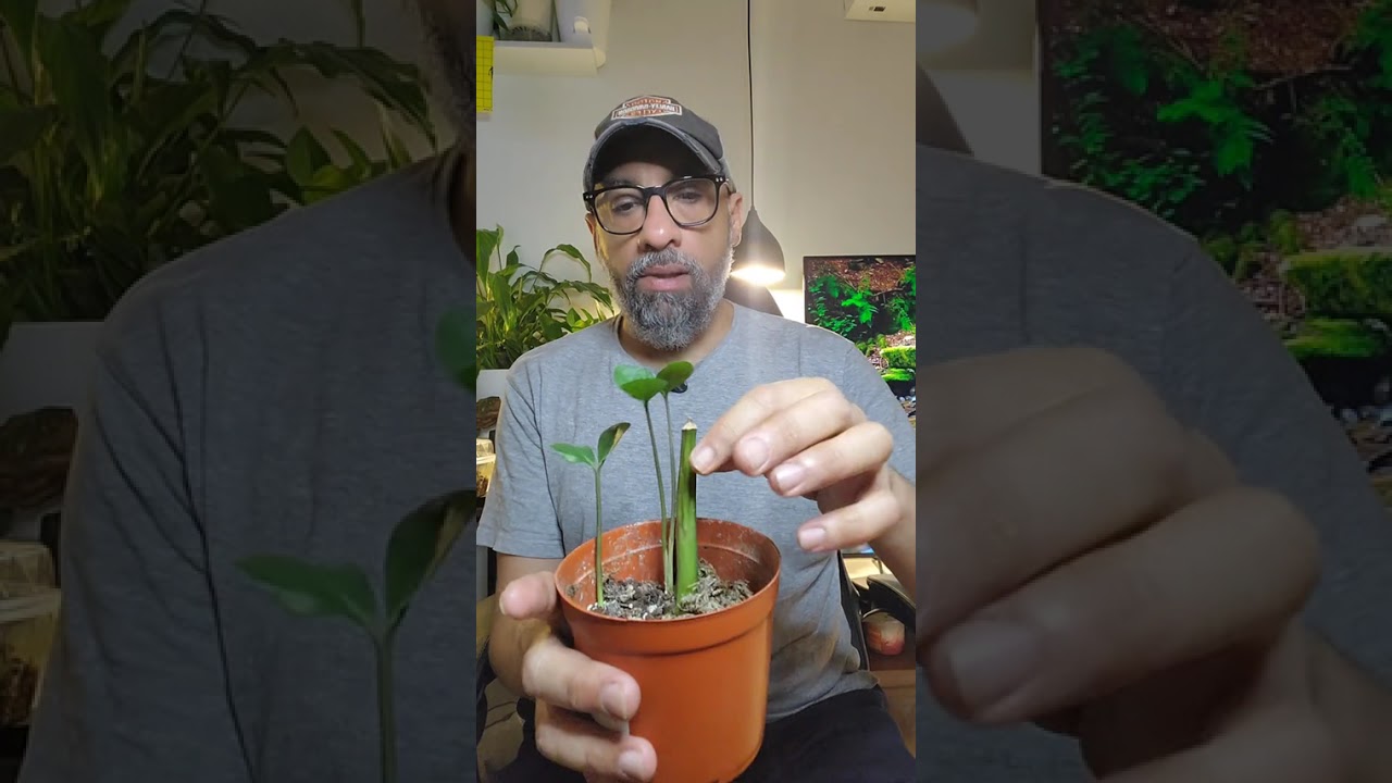 Zz plant