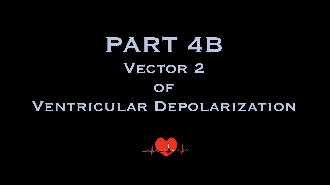 ECG: Depolarization & Repolarization PART 4B- Vector 2 of the Ventricular Depolarization