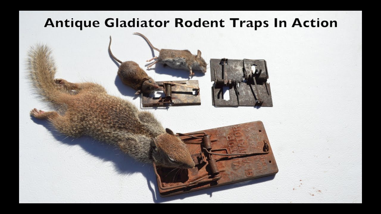 GLADIATORS VS. RODENTS. Antique Gladiator Rat/Mouse Traps In Action.