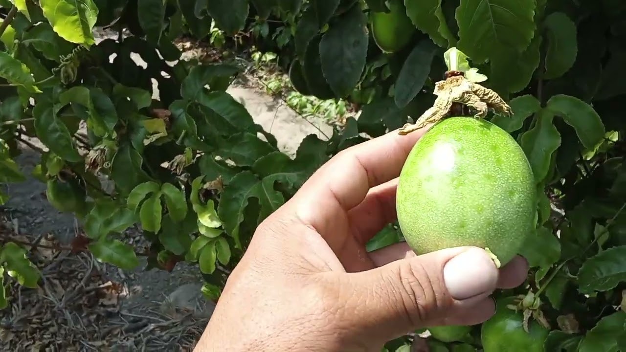 cultivo de maracuyá en la costa peruana 2025, analizando plagas, nutrición.