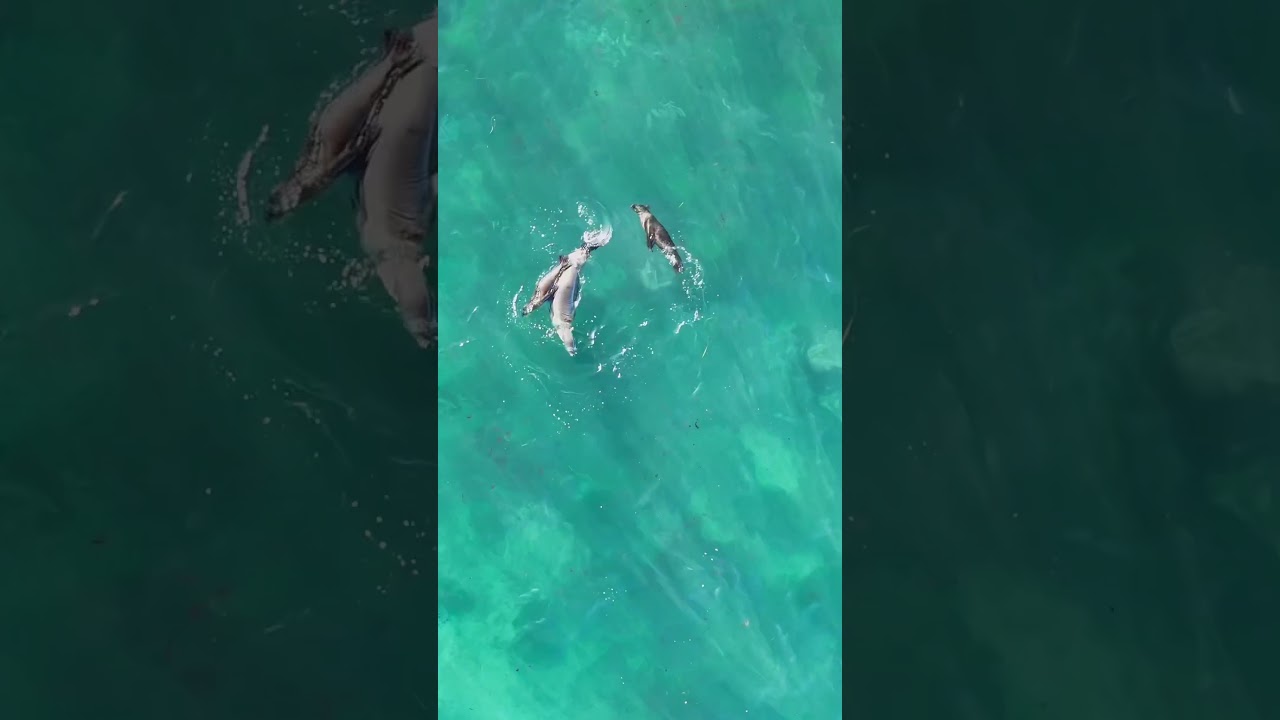 Animals show us play 🦭🩵