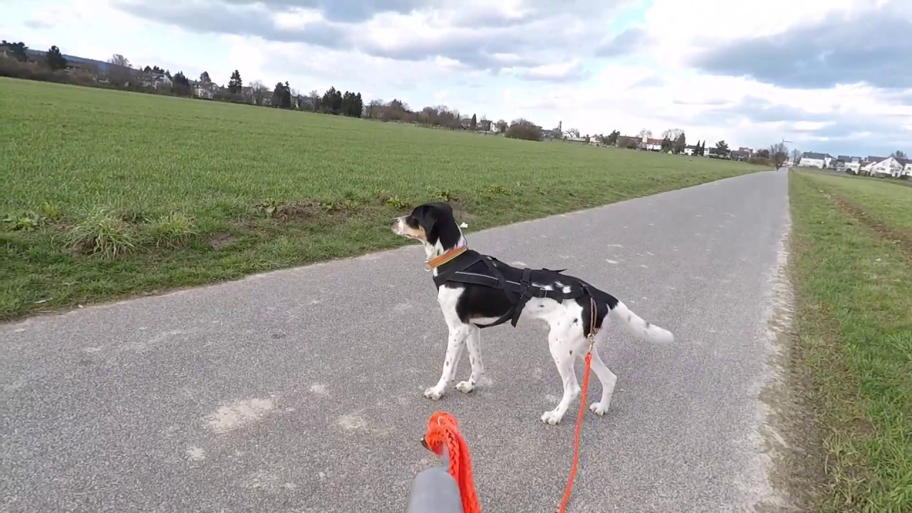 Robbies erster Ausflug mit dem Dogscooter
