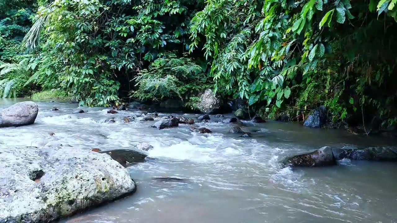 Flowing River Therapy | Relaxing Forest Sounds to Ease Your Mind
