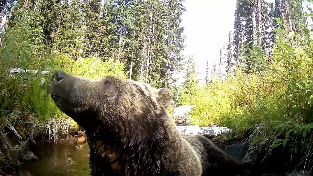 Grizzly trail camera footage from Kootenays, British Columbia