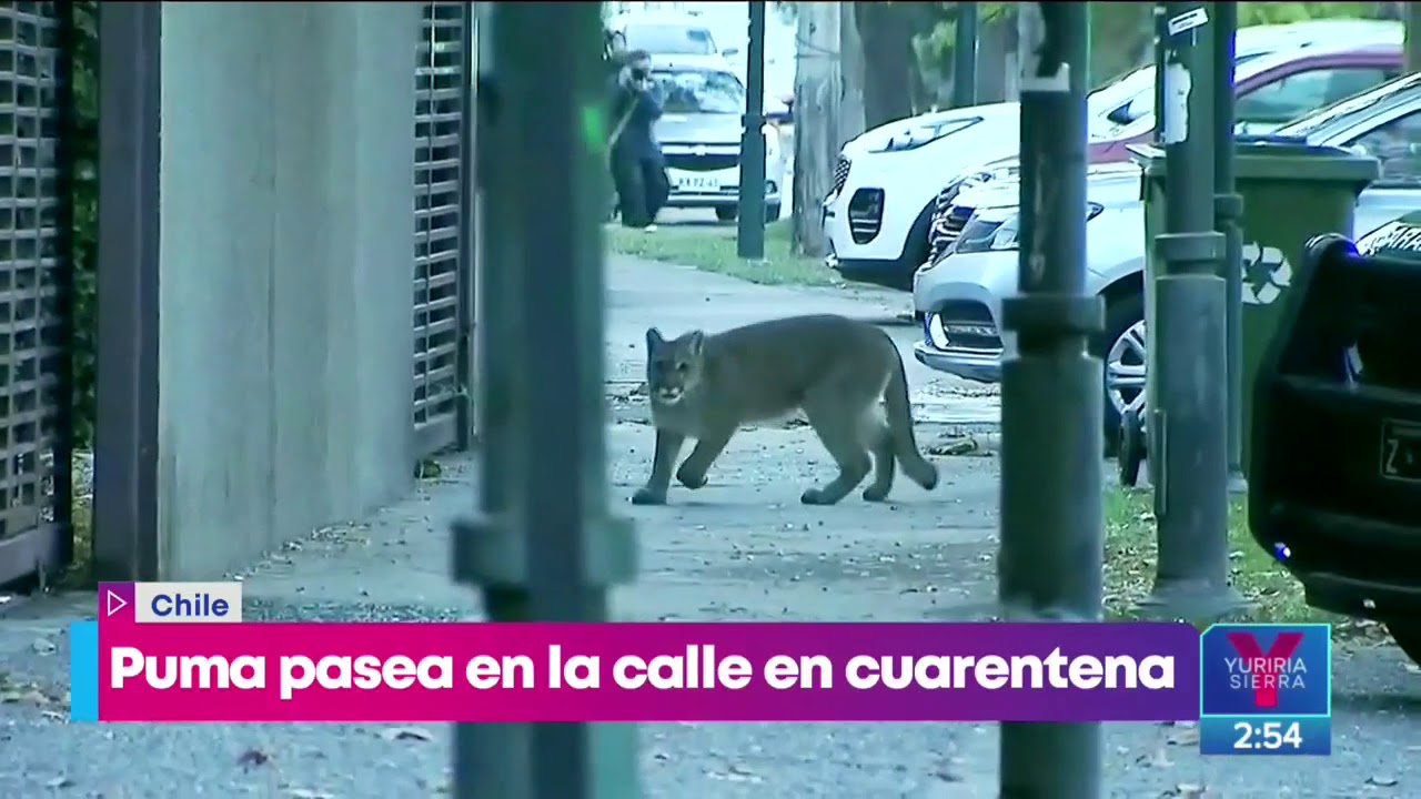 &iexcl;Puma pasea por calles de Santiago, Chile! | Noticias con Yuriria Sierra
