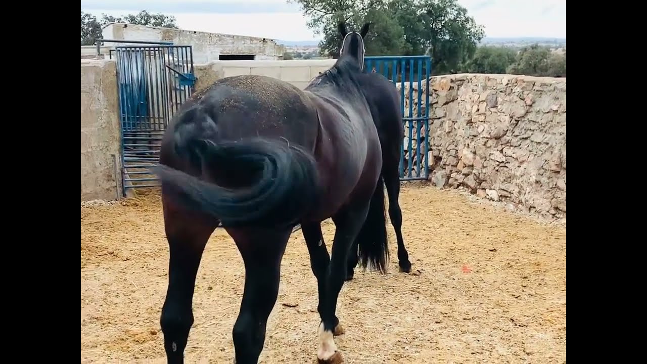 Caballo y yegua capa negra de pura raza. Play horse. Empezamos la etapa de cubricion y reproducci&oacute;n