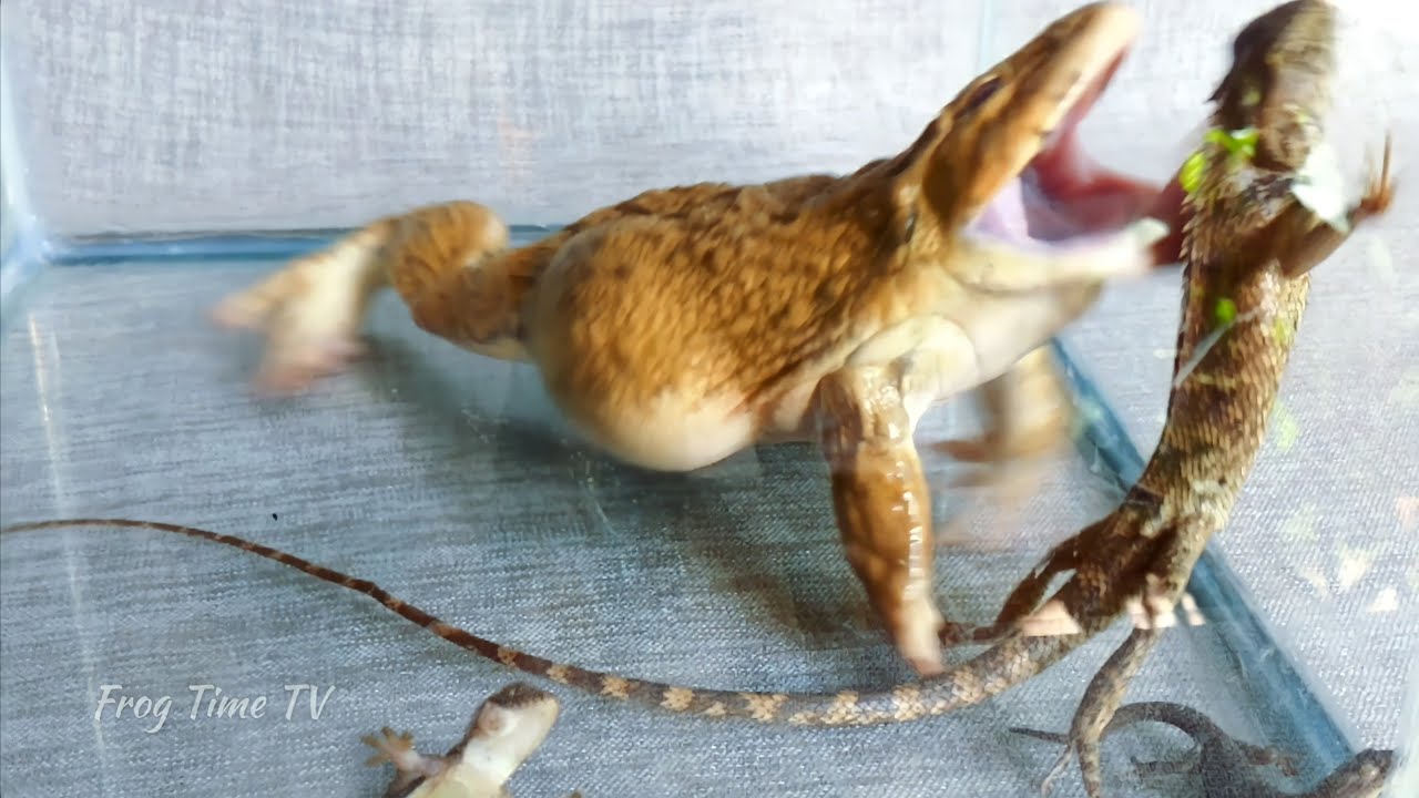 Asian Bullfrog vs Tree Lizard and House Lizard! Asian Bullfrog Live Feeding