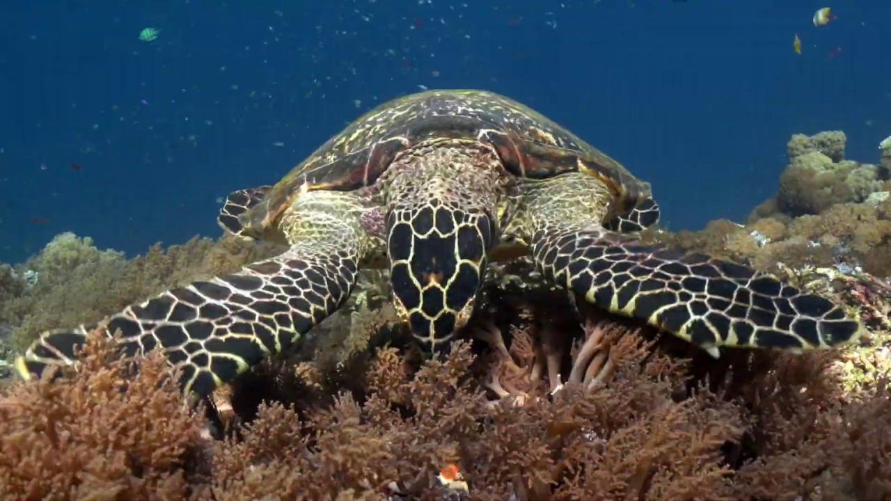 Wrecks, Reefs and Rays with the Sony a6400 in Fantasea Housing: Part II – Alor and Komodo