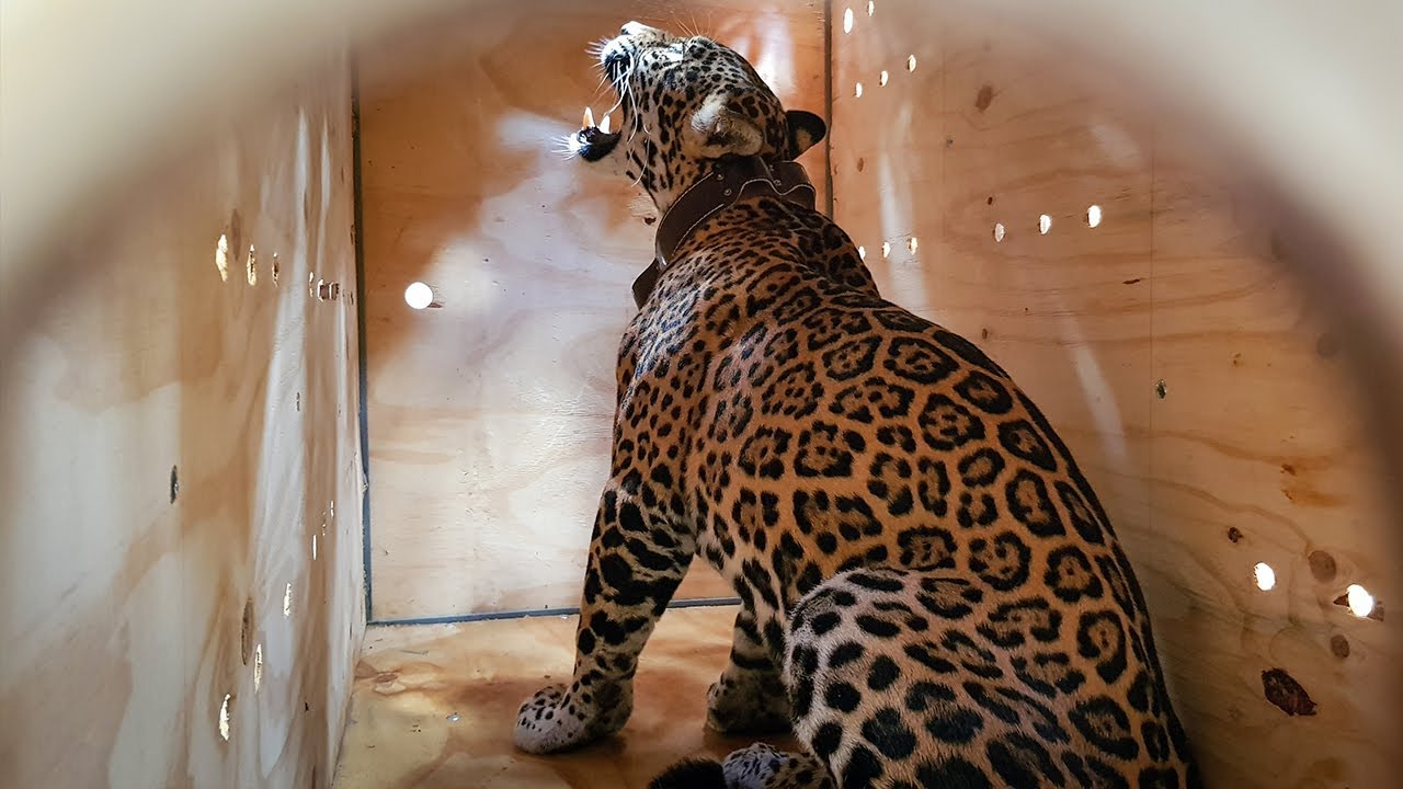 Rare footage: a rescued jaguar's journey back to the jungle