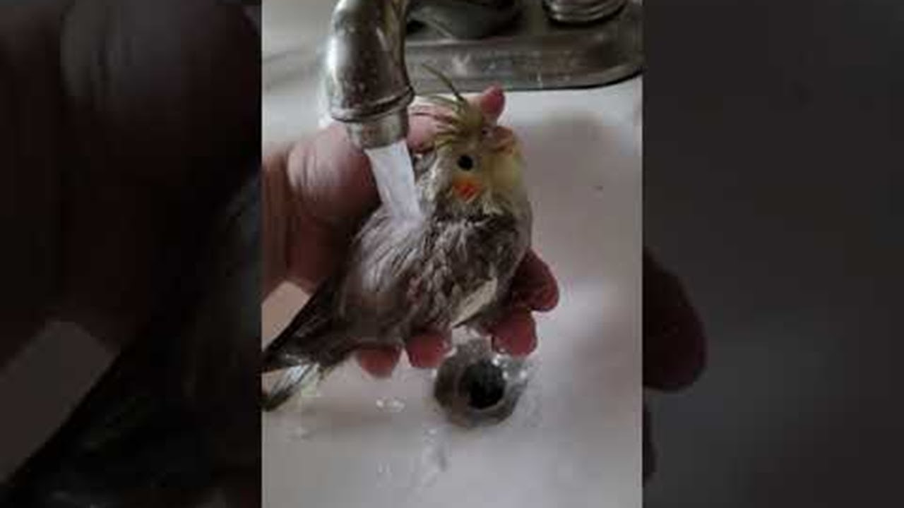Baby Bird's First Bath || ViralHog