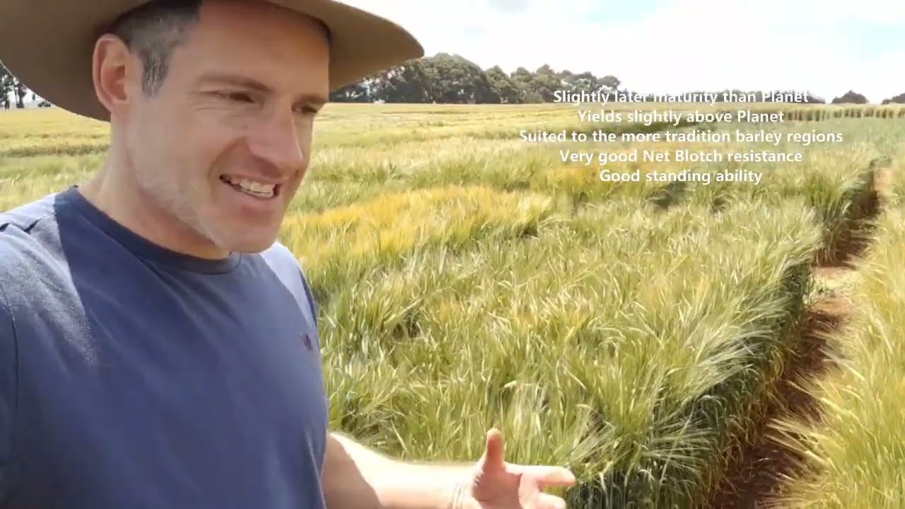 Barley varieties review Kenya January 2025