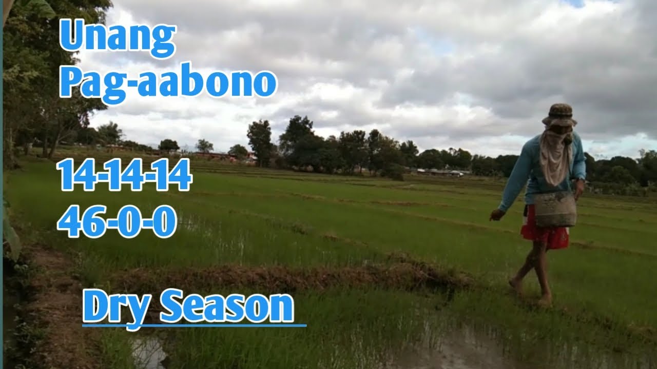 Unang Sabog ng Abono sa aking tanim na Palay 17 Days After Sowing/Dry Season