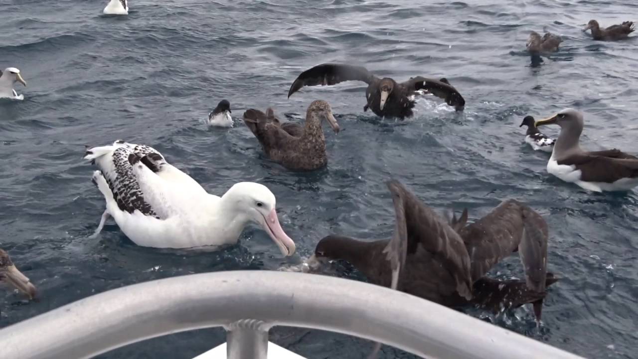 Pelagic NZ birds - Albatross