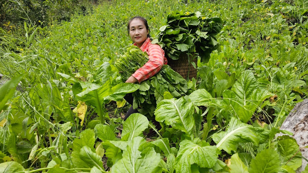 Harvesting green vegetables to sell - How to make delicious, crispy peanut candy | Ly Thi Tam