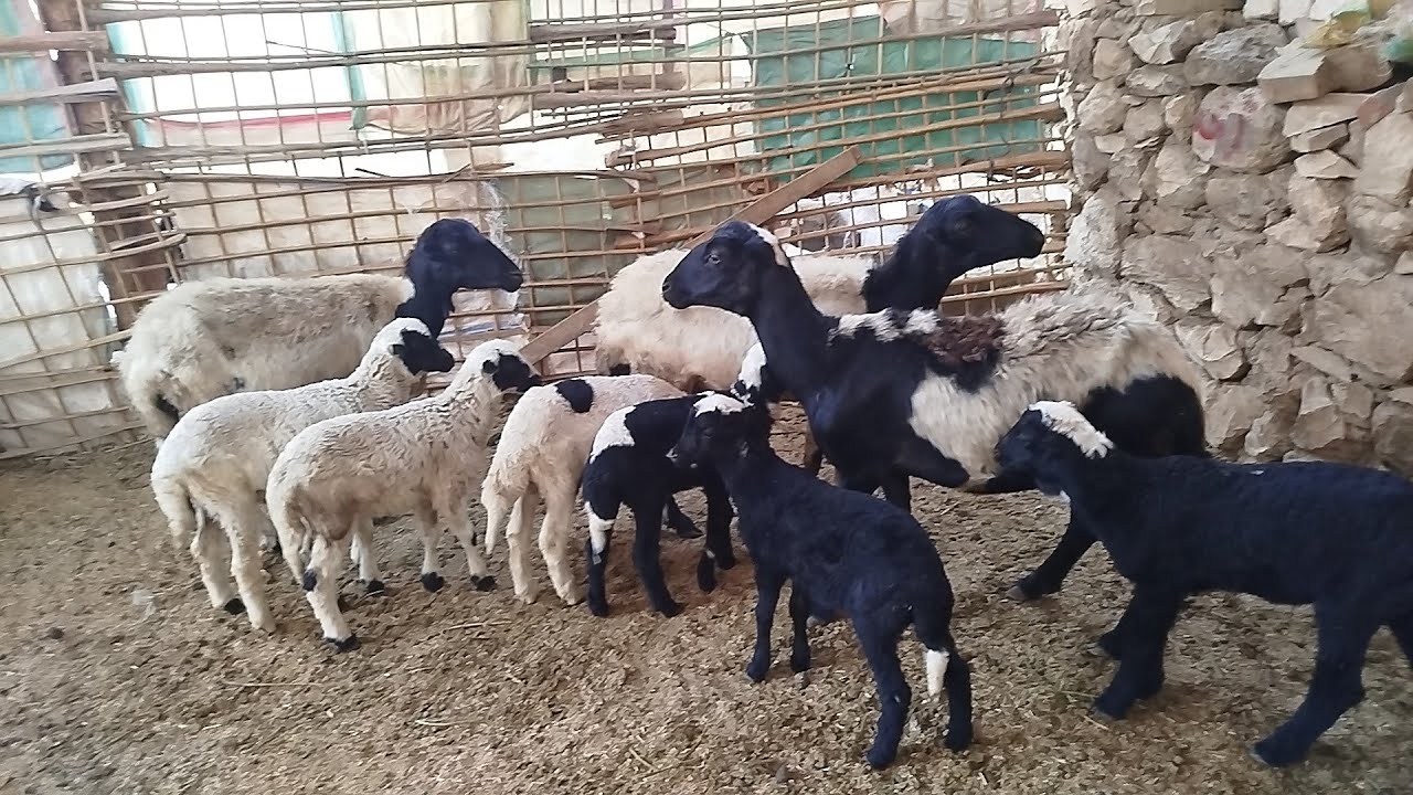 (٣)دبابات غنم بردسي والدين مجاوز تحتها (٦)توأم بسعر هديه (٠١١٥٧٧٩٠٦٠١)#عروض_بيع_الاغنام 