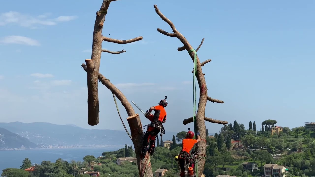 Abbattimento Estremo: Pini Rimossi con  l'Elicottero in Zona Residenziale