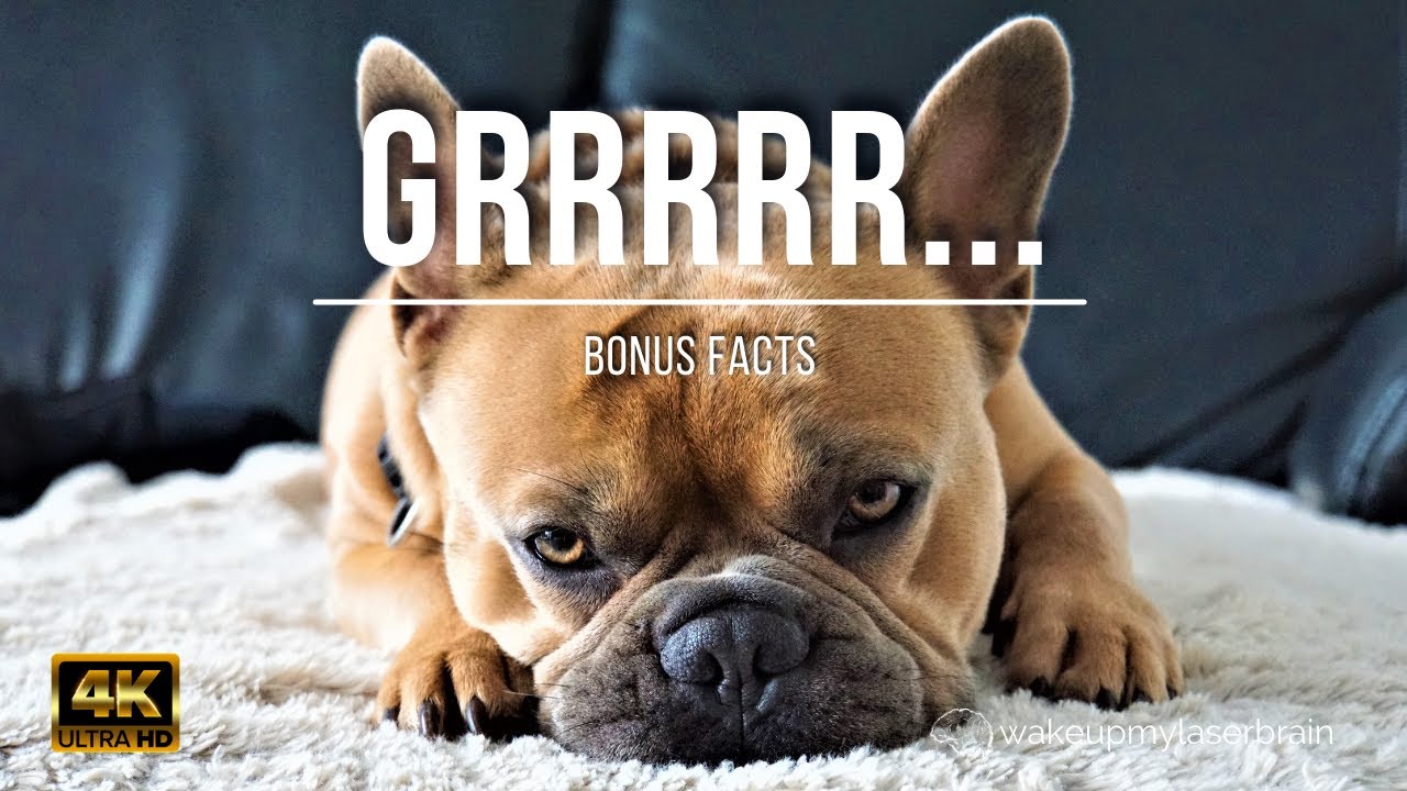 🐶 Soft Dog Growling Sounds | 10 Hours | Relaxation | Concentration | Laser Focus | Bonus Facts