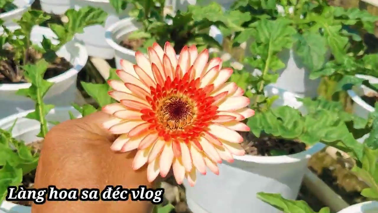 Cúc đồng tiền