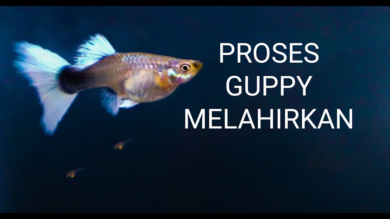 Lihat Langsung Ikan Guppy Beranak