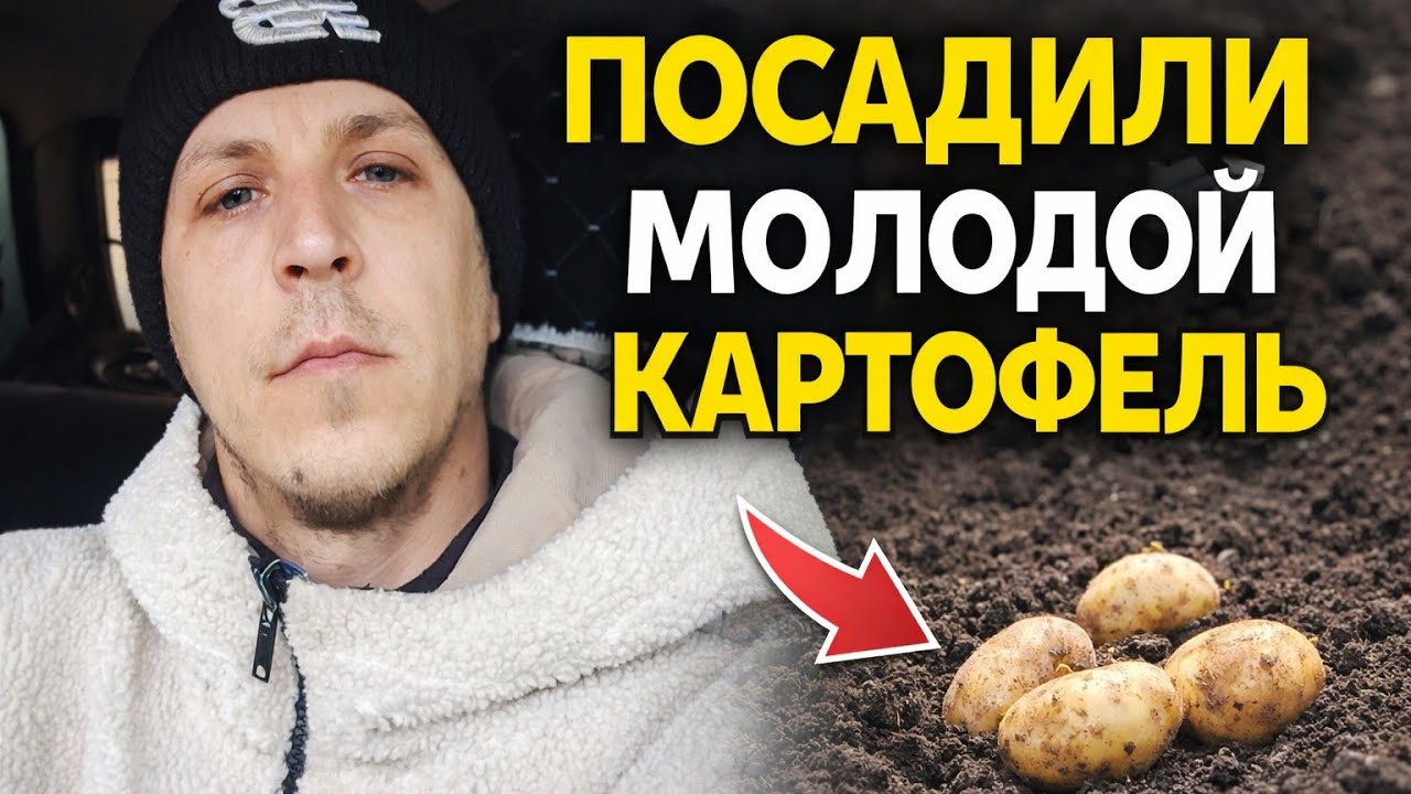Посадка Молодого Картофеля 6 Марта