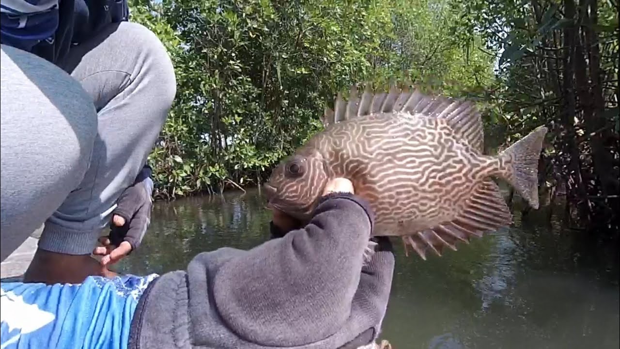 mancing ikan semadar (baronang)