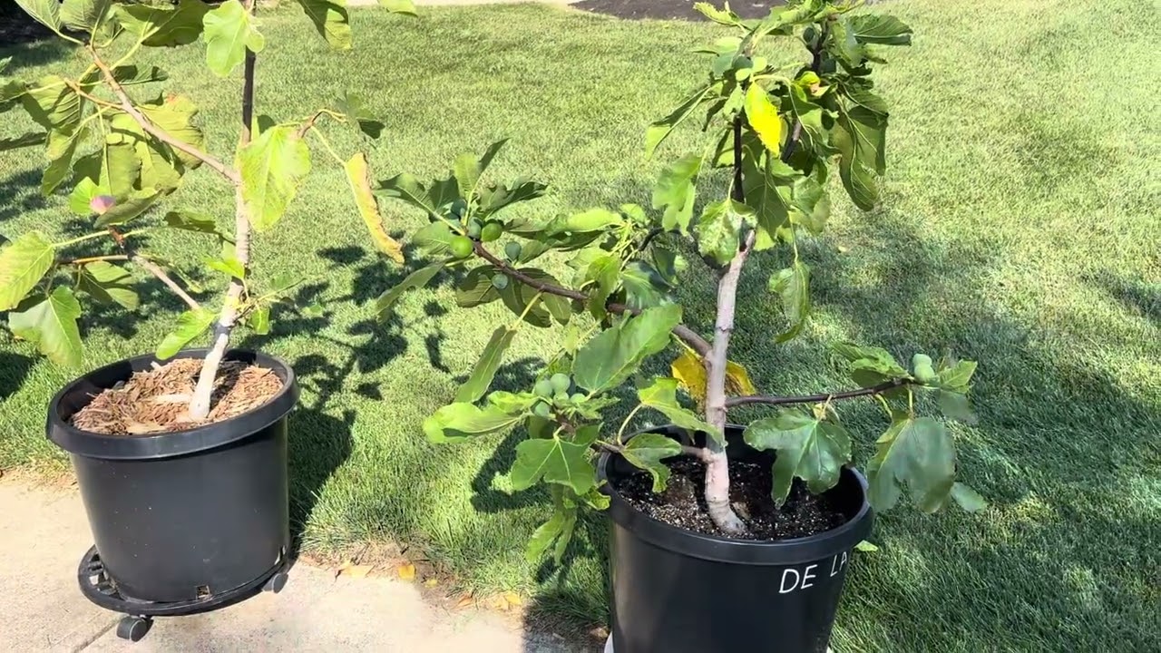 Top 15 Fig Varieties of 2025