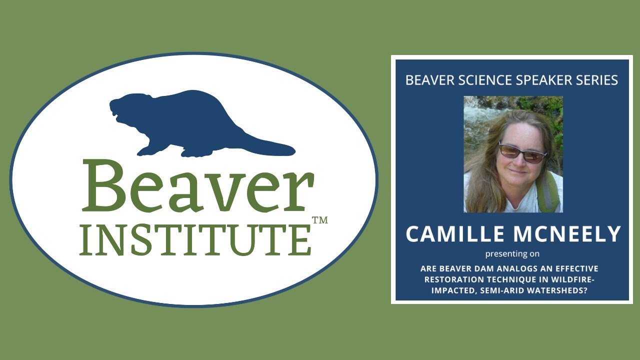 Beaver Science Speaker Series presents Dr. Camille McNeely on BDAs in Wildfire-impacted Watersheds.