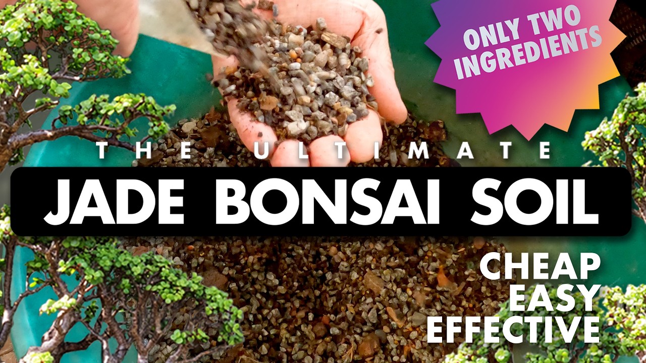 The Ultimate Dwarf Jade Bonsai Soil Recipe: 2 Ingredients for Perfect Growth! - by Dr. Andre Swart