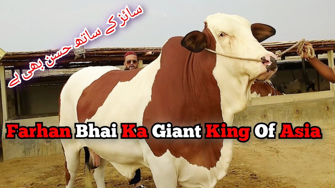 Farhan Sabir Bhai Ka King Of Asia Baazi Lay Gaya | Shouqeeno K Liye Kuch Naginay For Qurbani 2024-25