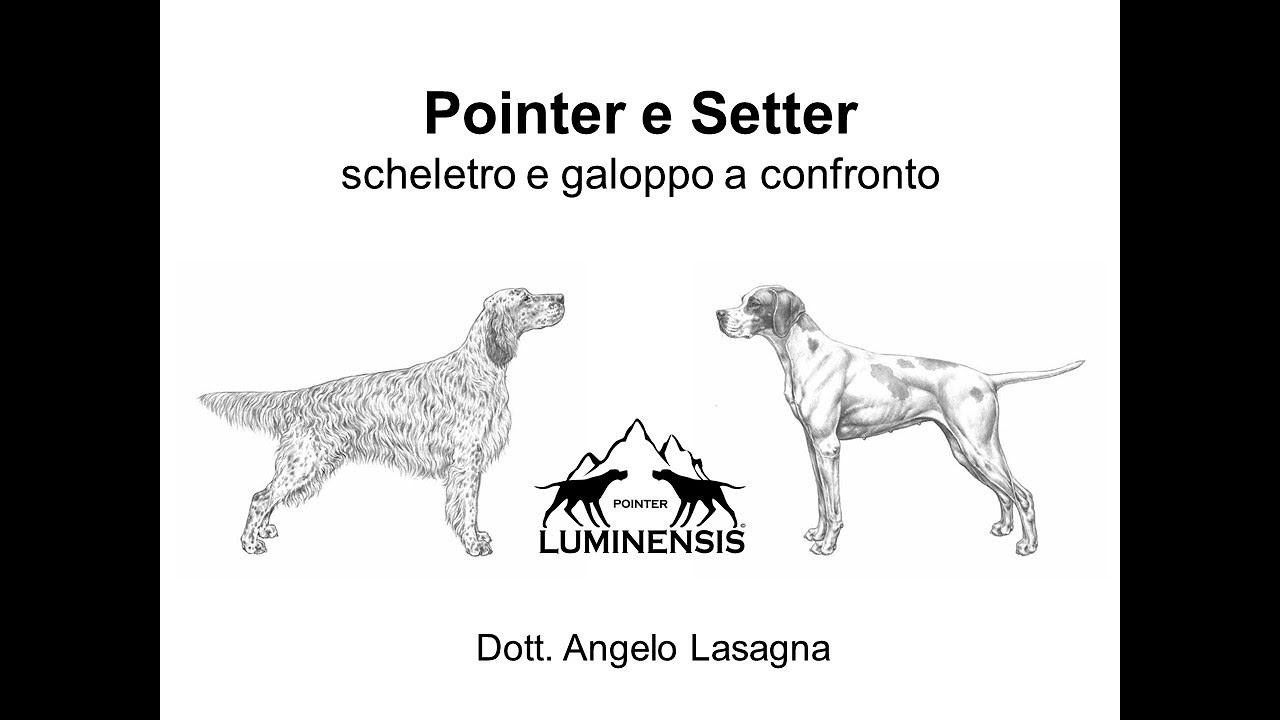 Setter e Pointer scheletro e galoppo a confronto.  Skeleton and gallop setter and pointer compared